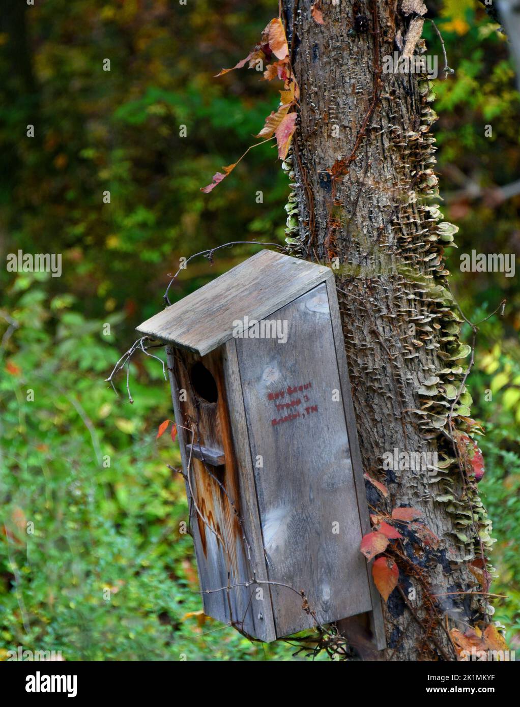 Boy Scouts built and hung bird house in Steele Creek Park in Bristol, Tennessee. Stock Photo