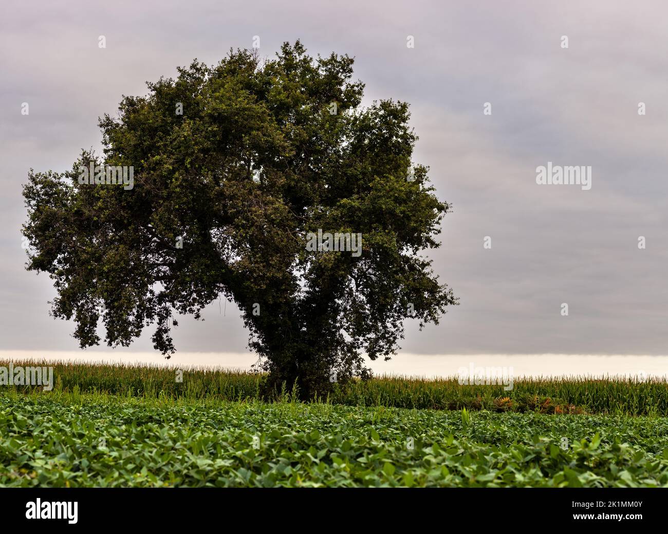 Tree along the route of Chemin du Puy in the canton of Arthez-de-Béarn, France Stock Photo