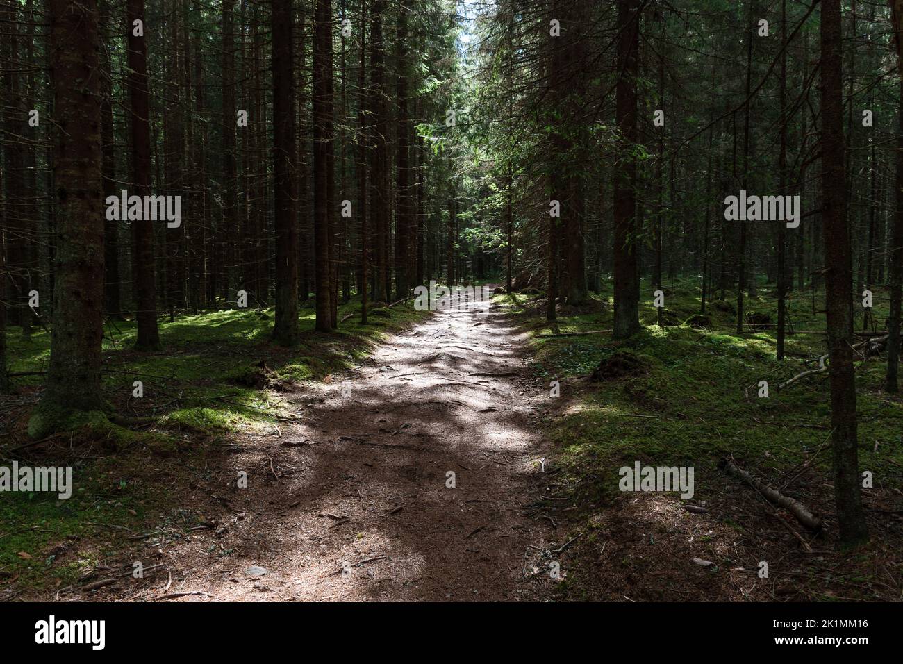 Light shining from between the trees to the path through a green forest with moss and pine trees Stock Photo