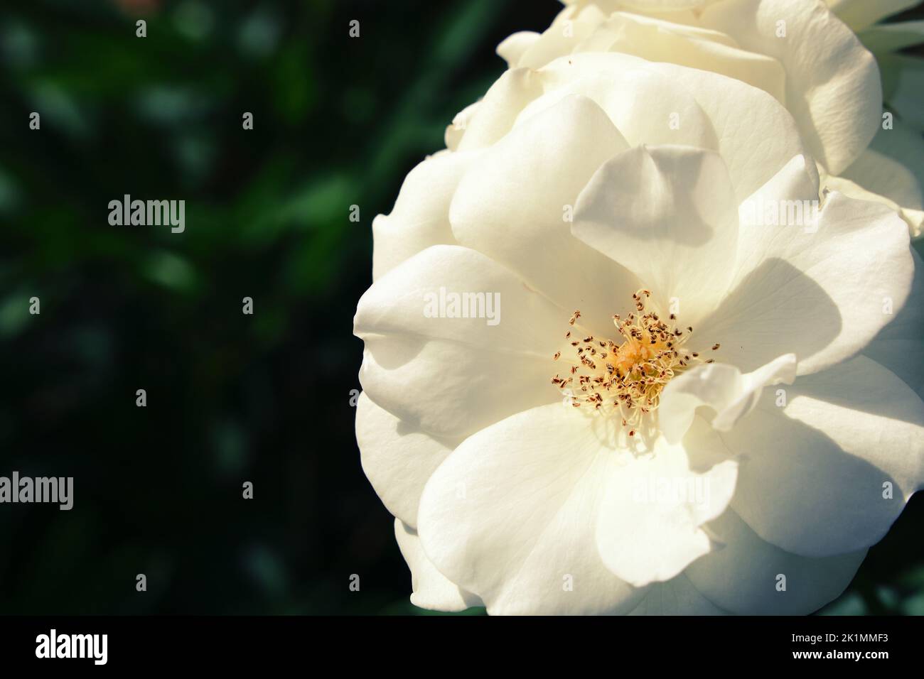 Rose snow white Stock Photo - Alamy