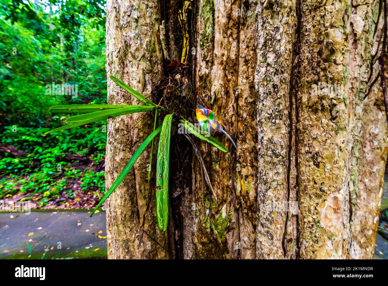Plastic garbage wedged in the tree in tropical rainforest, Thailand. Nature pollution in old ancient tree. Ecological concept of human behavior in nat Stock Photo
