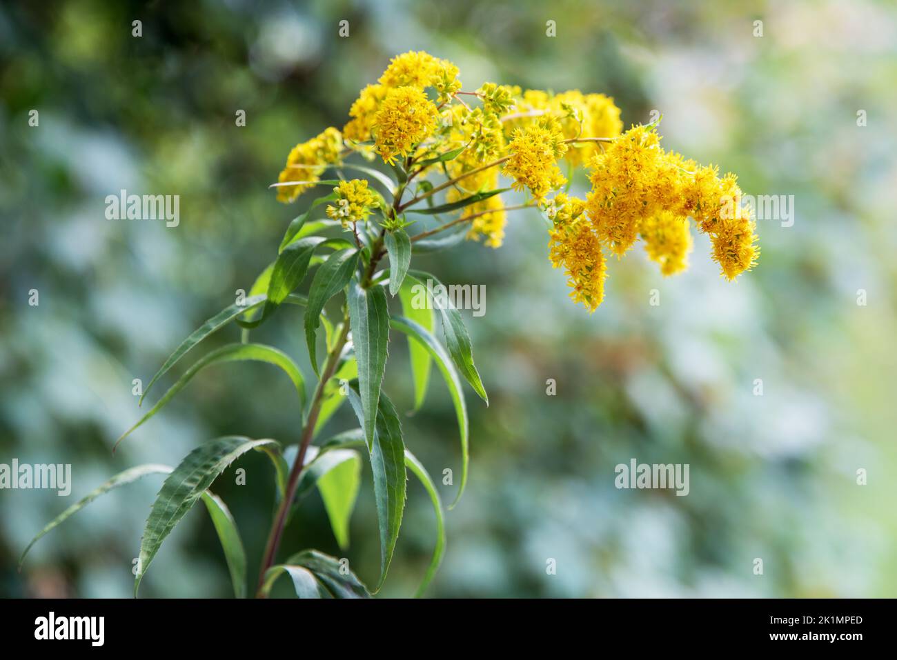 goldenrod flowers  on green blurred background Stock Photo