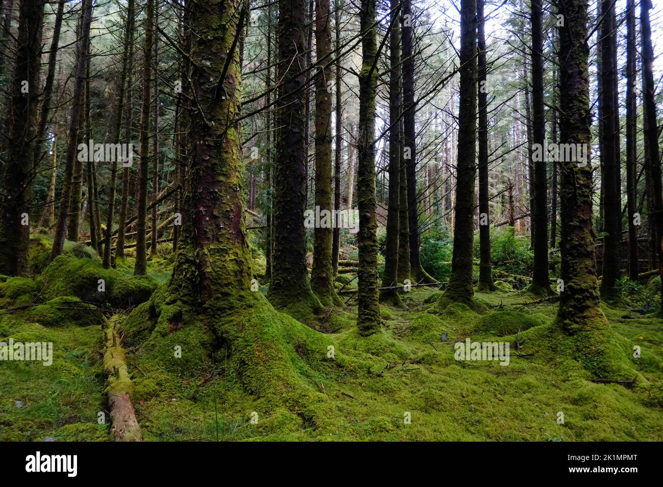 Irish woods at Cashelkeelty near Lauragh, County Kerry - John Gollop Stock Photo