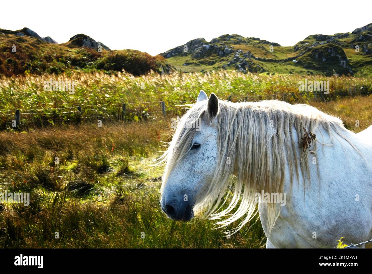 Close-up of a ponies head on the Wild Atlantic Way, Ireland - John Gollop Stock Photo