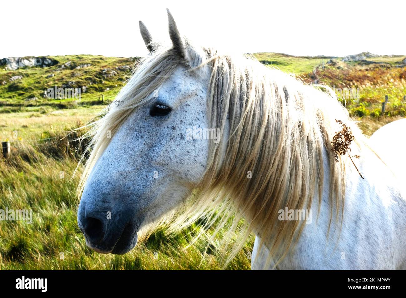 Close-up of a ponies head on the Wild Atlantic Way, Ireland - John Gollop Stock Photo