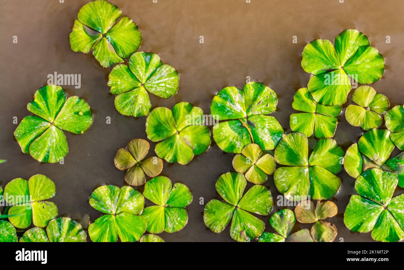 Floating leaves of clover in the water Stock Photo