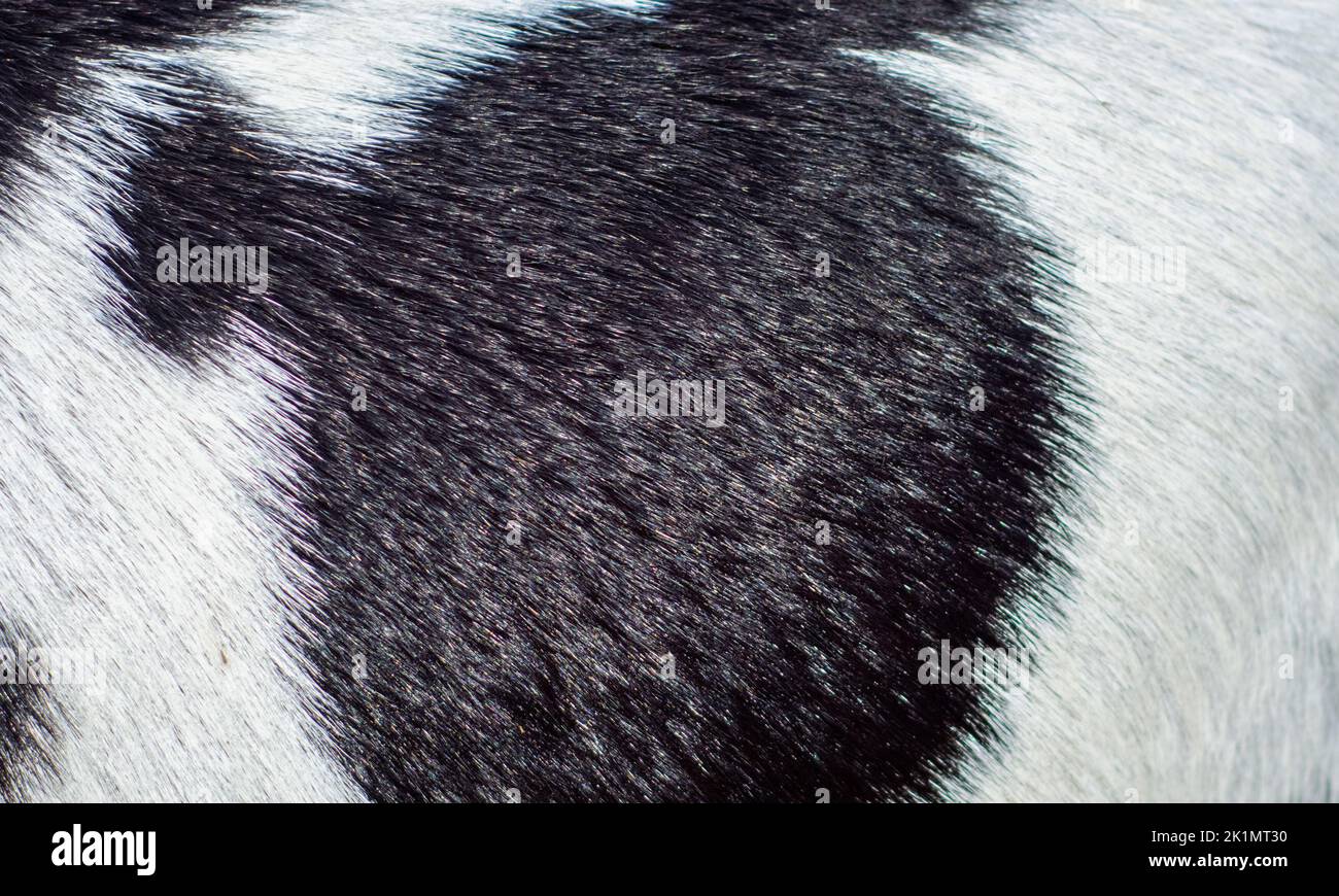 Shiny hair texture of a goat skin Stock Photo