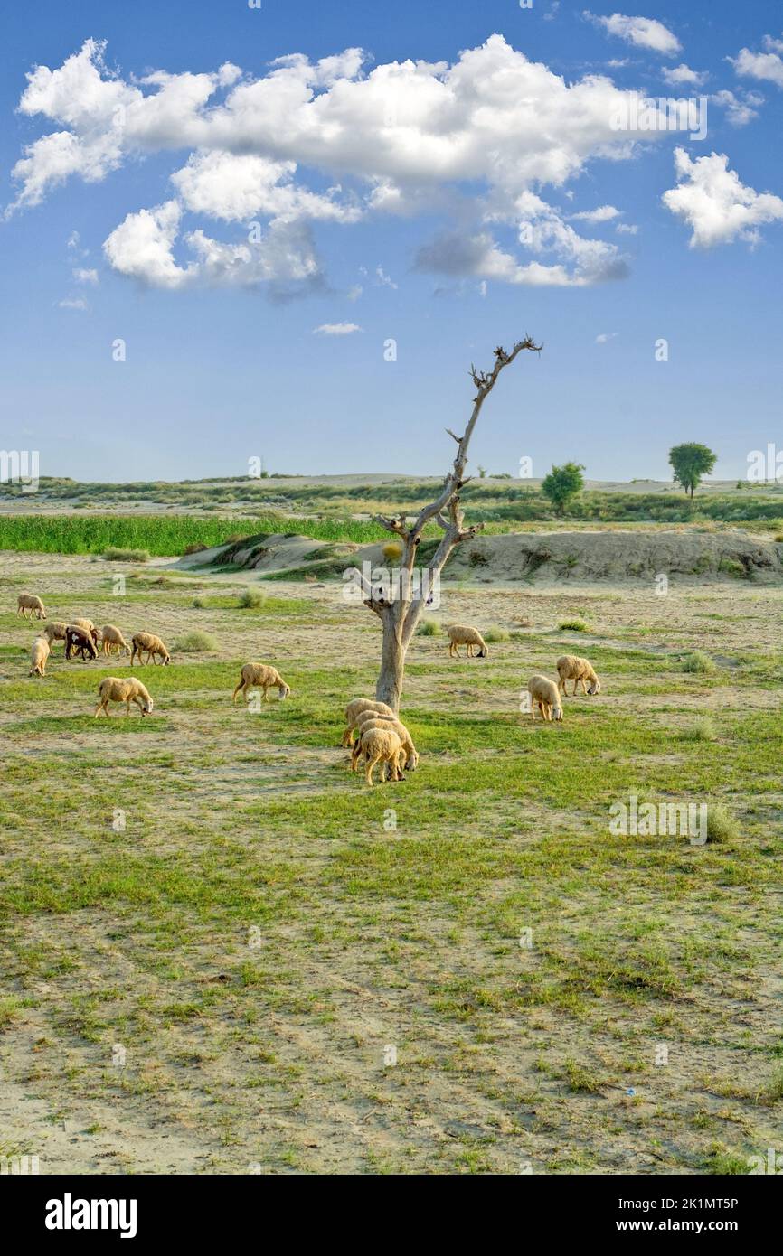 Herd of sheep grazing in the Thar desert Stock Photo