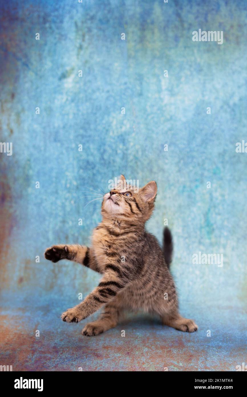 Funny Little Kitten Is Standing On Its Hind Legs At The Moment Of The funny-little-kitten-is-standing-on-its-hind-legs-at-the-moment-of-the