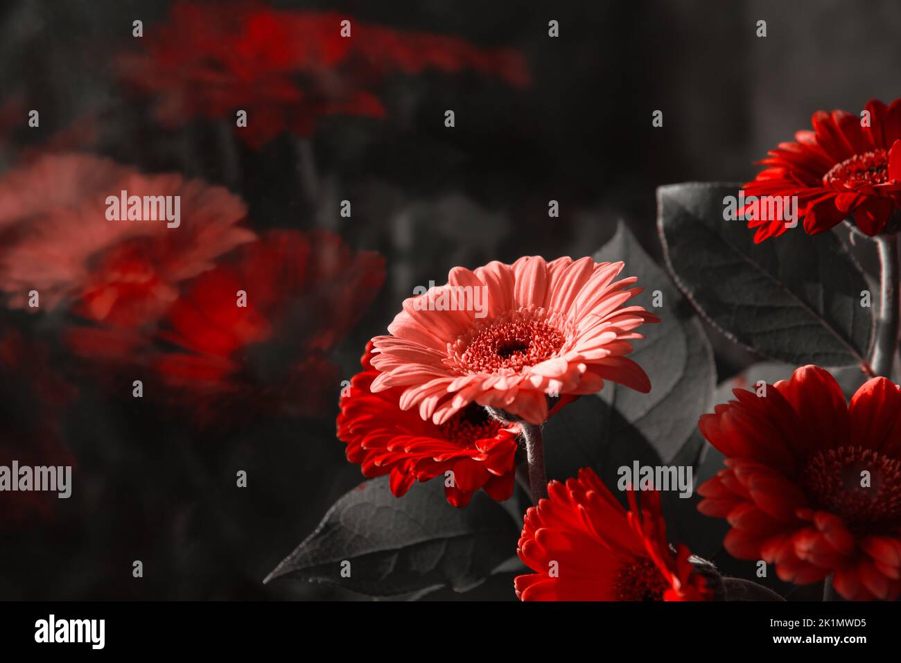 Memorial. Beautiful gerbera flowers bouquet and their blurry reflection. Mourning, funeral flowers, grief  black white red background Stock Photo