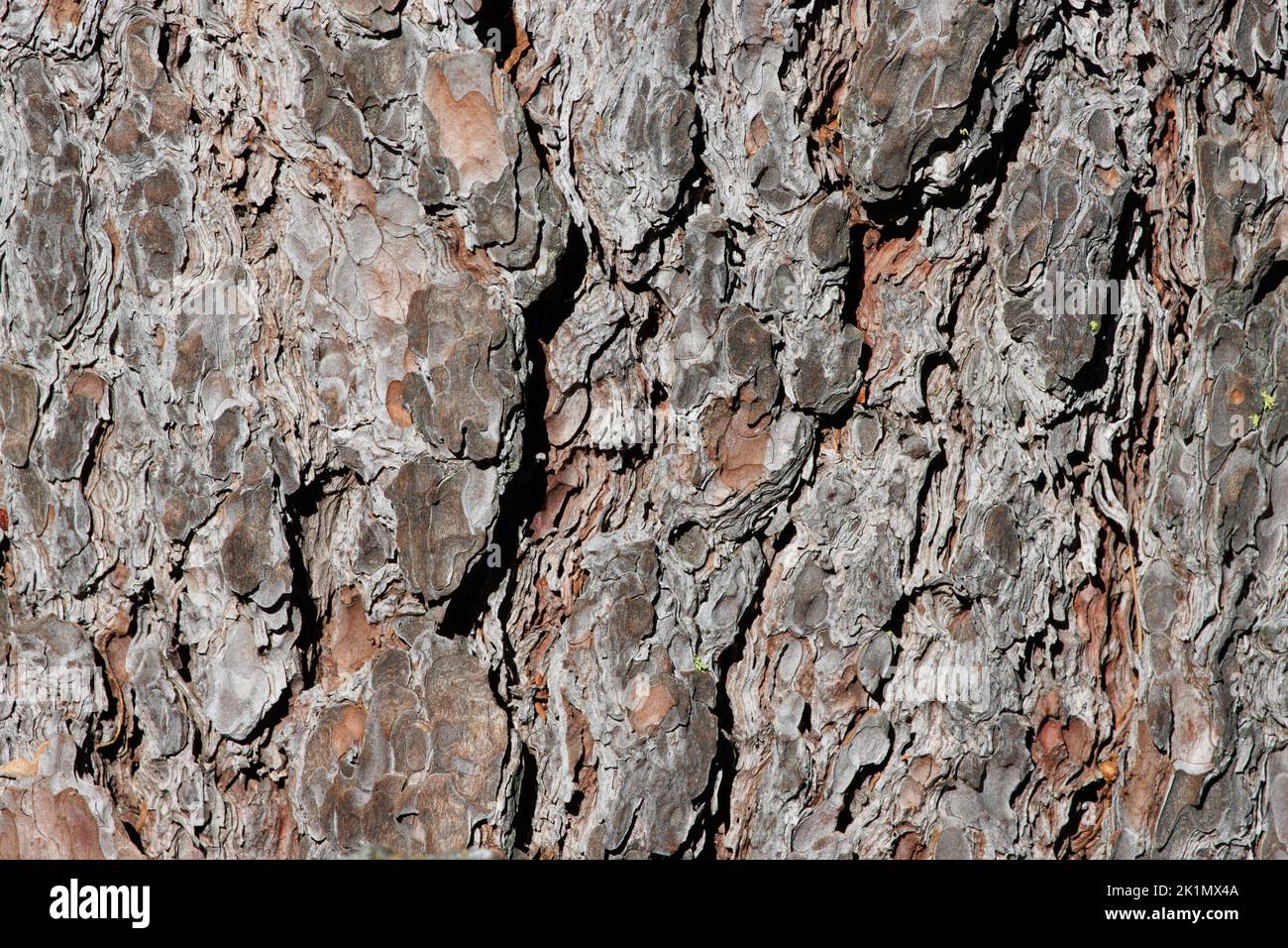 Aging graybrown plated scaly furrowed ridge bark of Pinus Lambertiana
