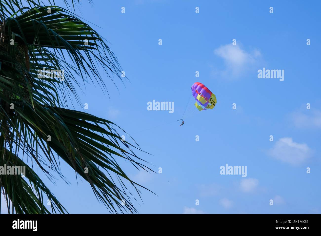 Palm tree silhouette, blue sky and parasailing in the background, copy space. Stock Photo