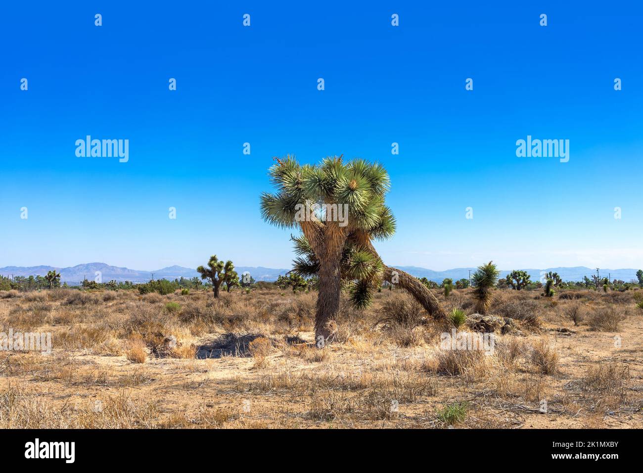 A Joshua Tree in a dry Mojave Desert landscape with clear blue sky Stock Photo