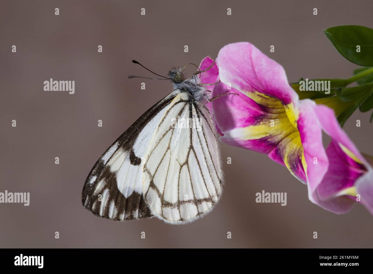 Detail of a pine white butterfly, Neophasia menapia, in the Cascade
