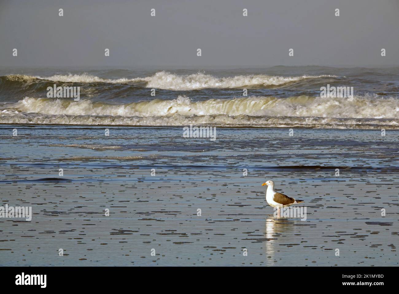 At sunrise, a hungry California seagull searches for food at the high tide line on a beach near the small coastal town of Yachats, Oregon. Stock Photo