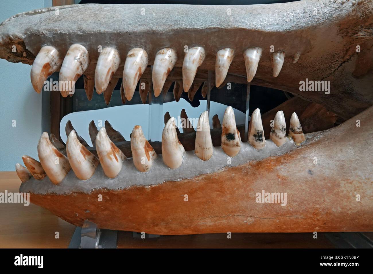 The jaws and teeth of an Orca, or Killer Whale, on display at the Hartfield Marine Science Center in Newport, Oregon. Stock Photo