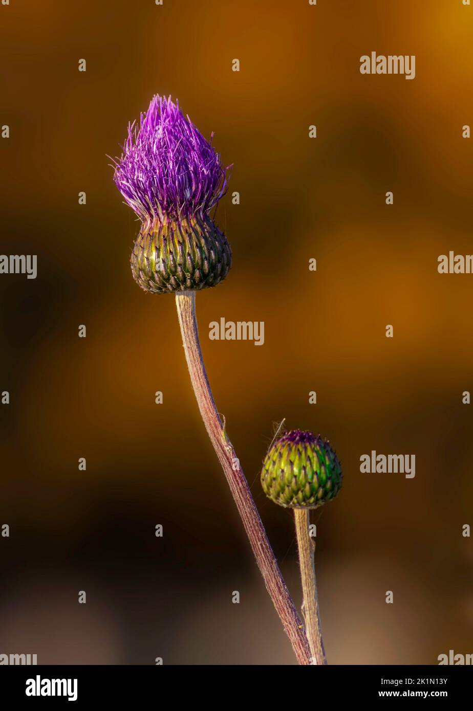 Two heads of a thistle in the early morning with opening flowers andblurred orange background Stock Photo