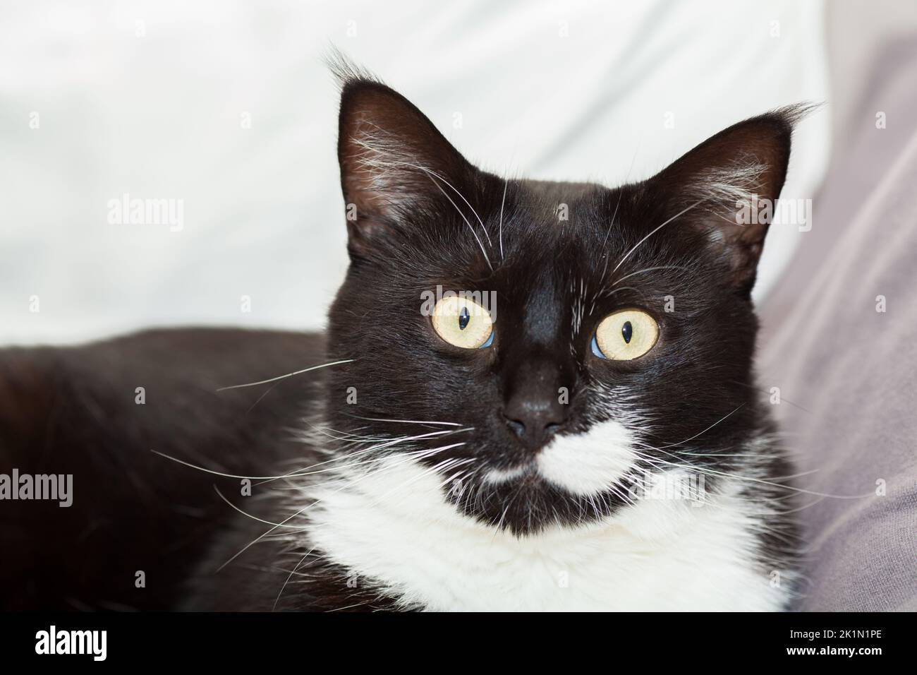 Portrait of a cute black and white long haired cat with yellow eyes ...