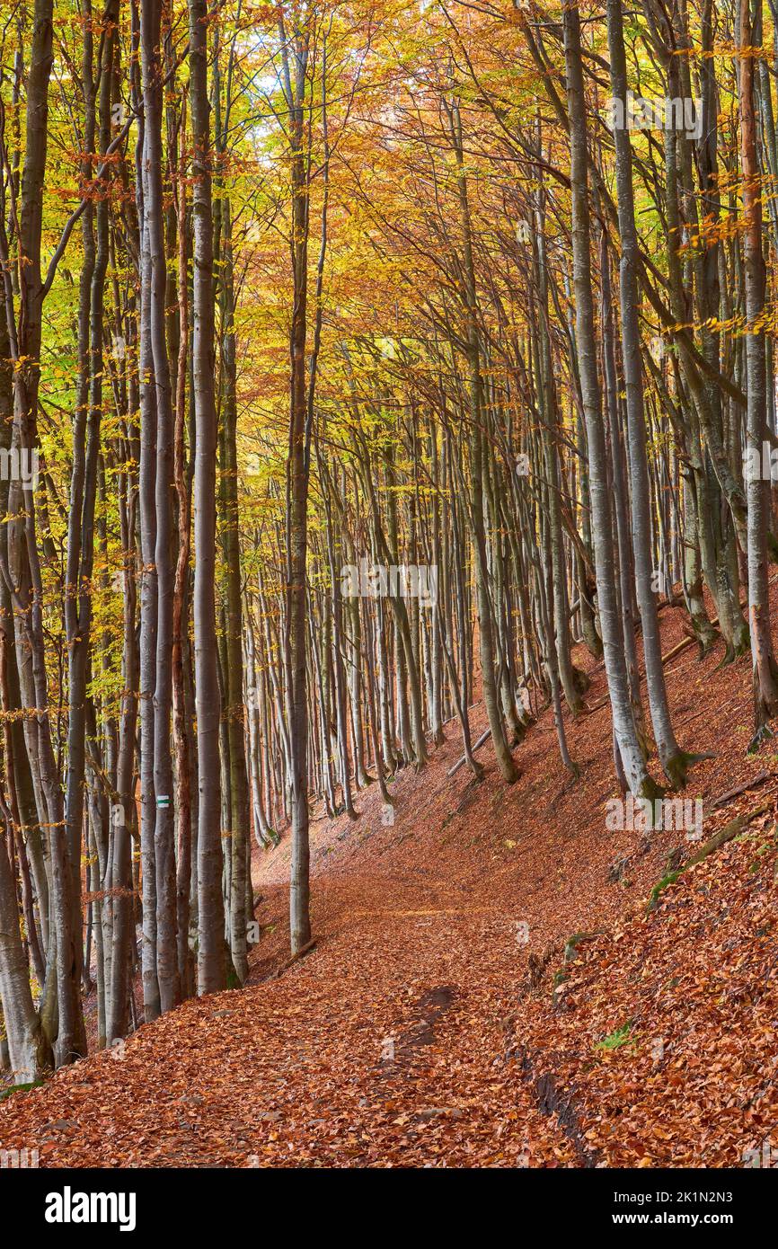 Colorful autumn landscape scene with fence in Transylvania mountain ...