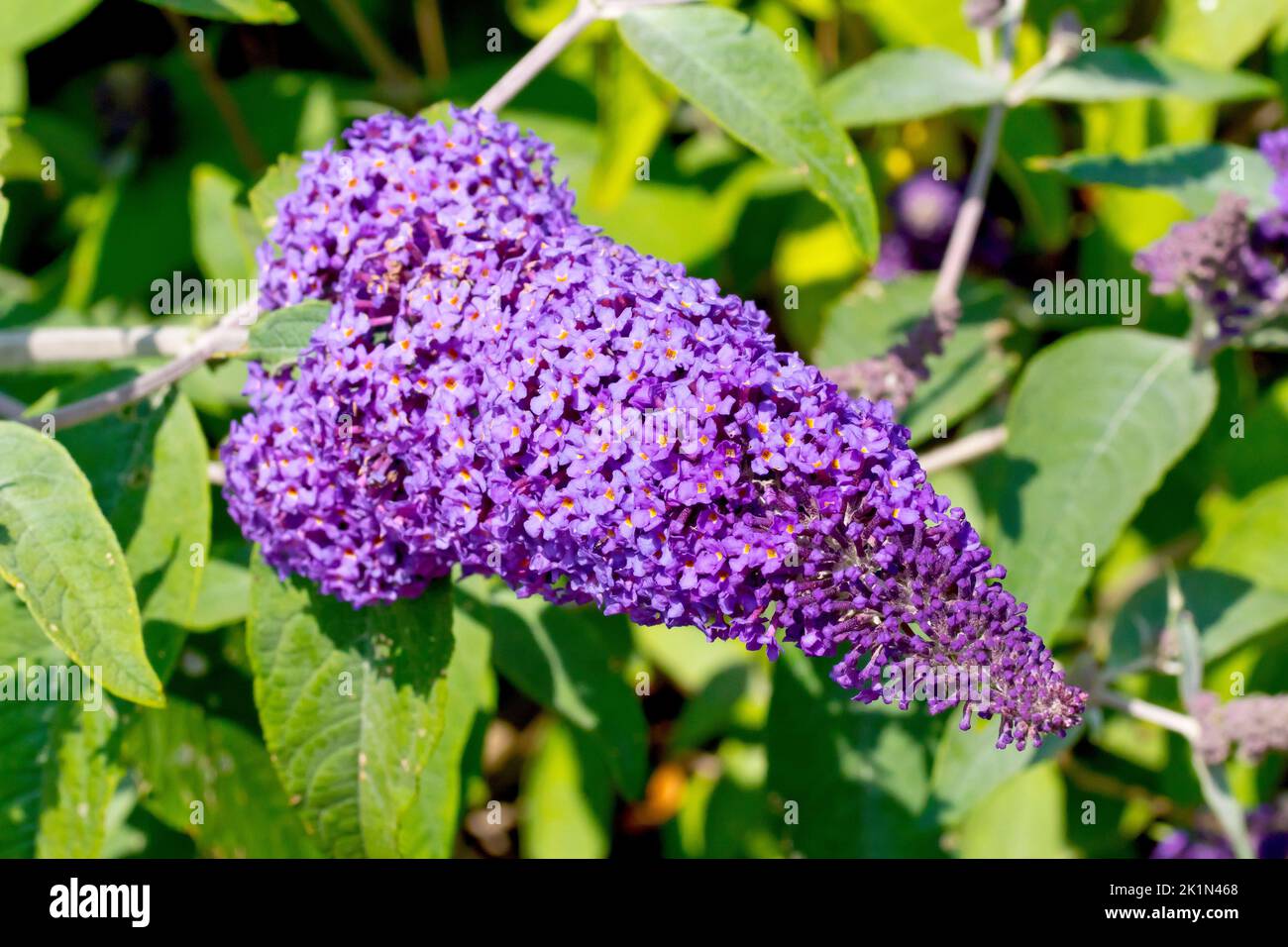 Buddleia or Buddleja (buddleja davidii), also known as Butterfly Bush, close up of a single large spike of purple flowers. Stock Photo