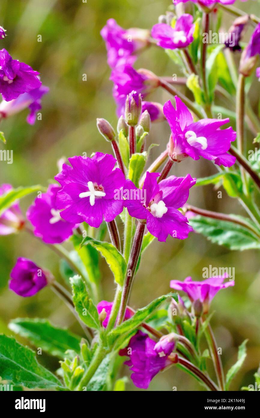 Great Willowherb (epilobium hirsutum), also known as Codlins and Cream, close up showing the common waterside plant coming into flower. Stock Photo