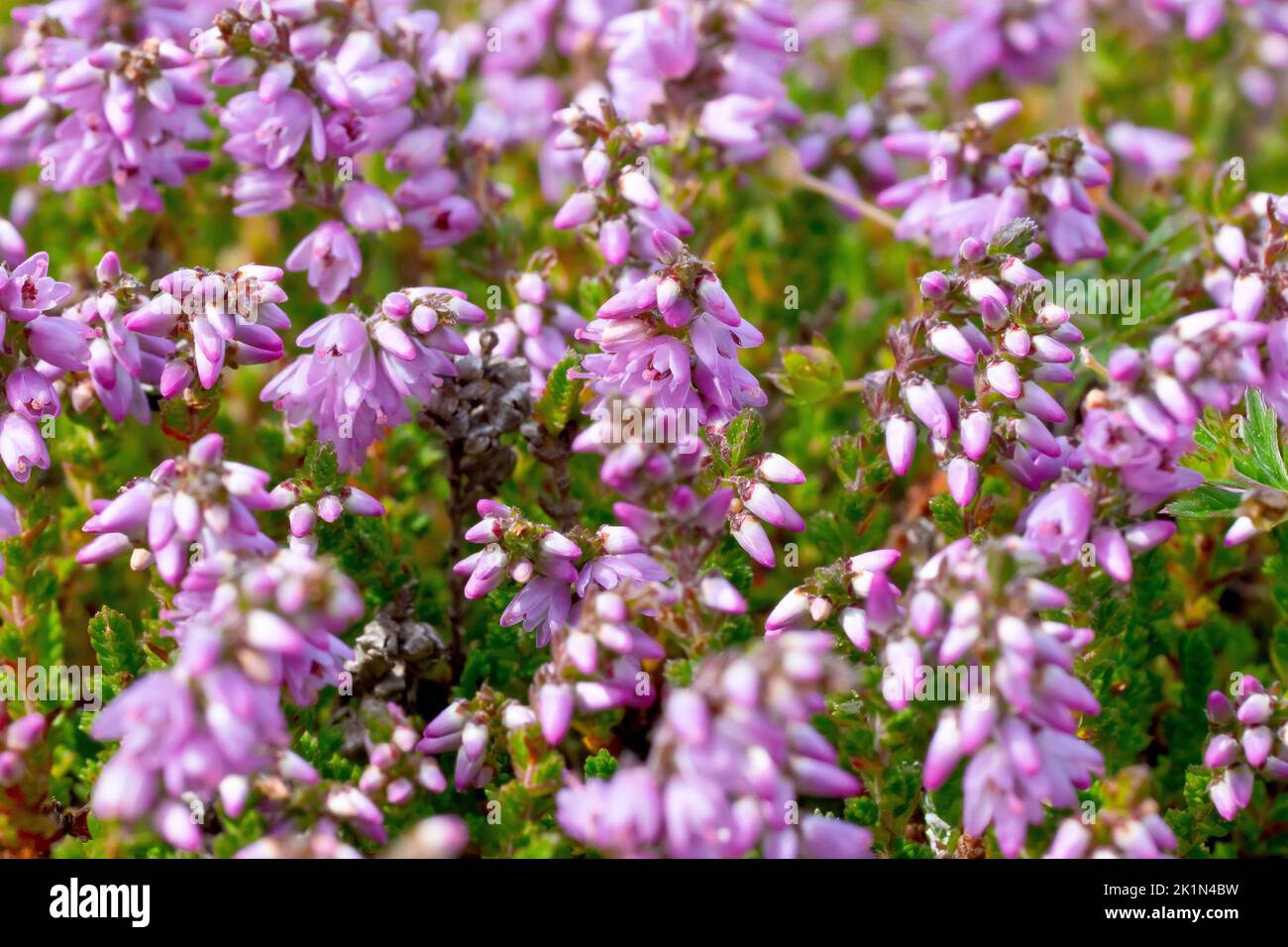 Heather or Ling (calluna vulgaris), close up showing in detail the tiny pink flowers of the common heath and moorland shrub. Stock Photo