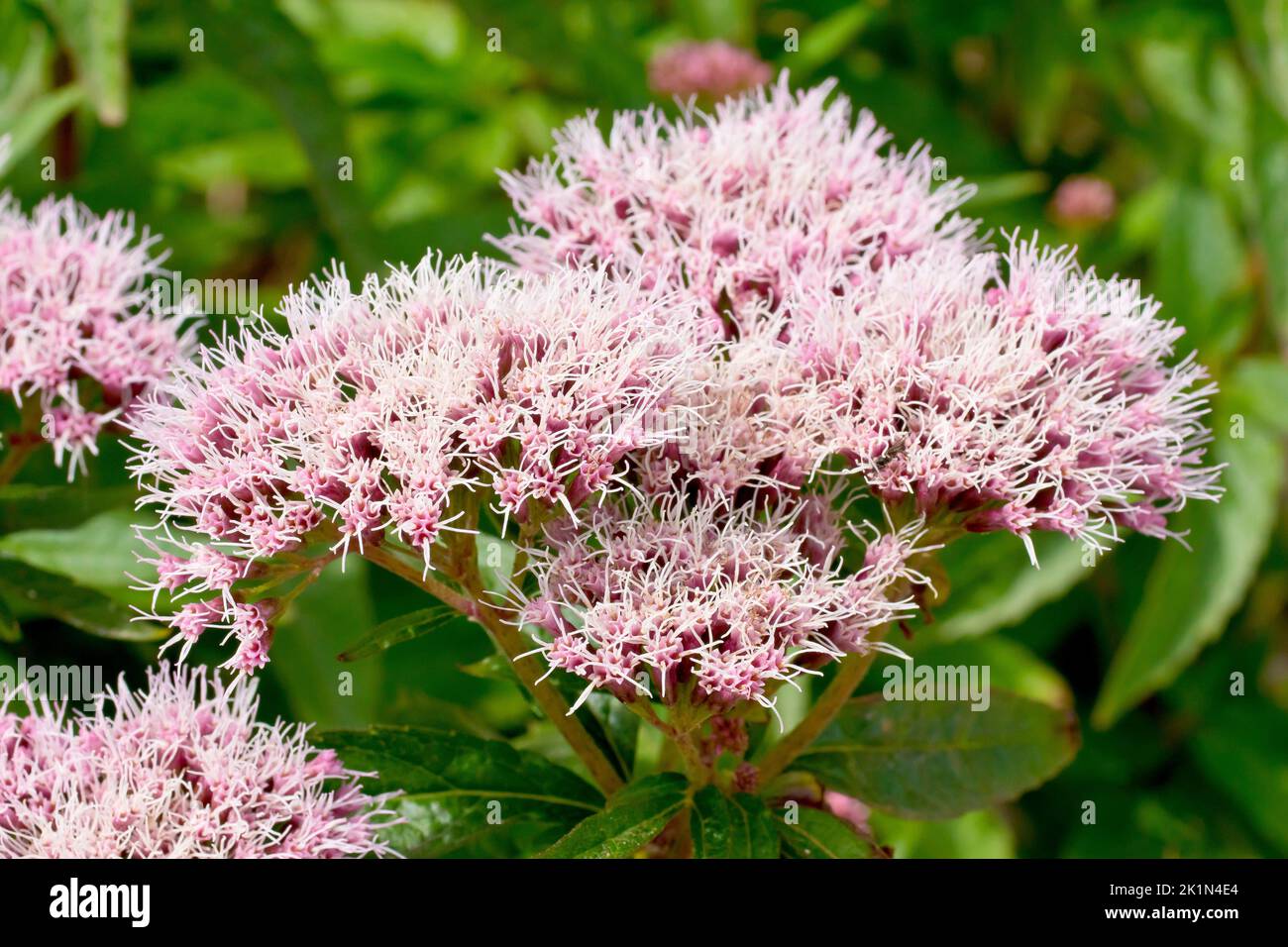 Hemp Agrimony (eupatorium cannabinum), close up of the large pink flowerheads produced by the plant in summer. Stock Photo