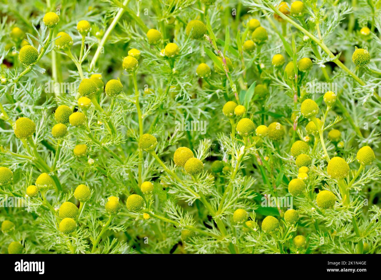 Pineappleweed or Pineapple Mayweed (matricaria matricarioides or chamomilla suaveolens), close up of a mass of the common weed of open places. Stock Photo