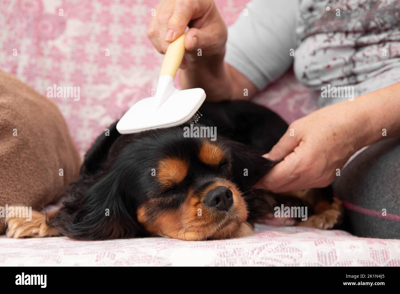 Unrecognizable woman combing out black and brown fur of calm, sleepy Cavalier Charles King dog on owner knees. Grooming Stock Photo