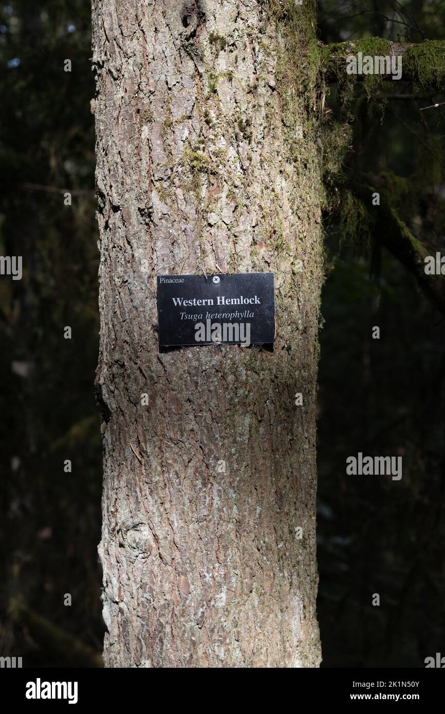 A Tsuga heterophylla - Western hemlock tree - labeled, in the Portland Audubon in Portland, Oregon. Stock Photo