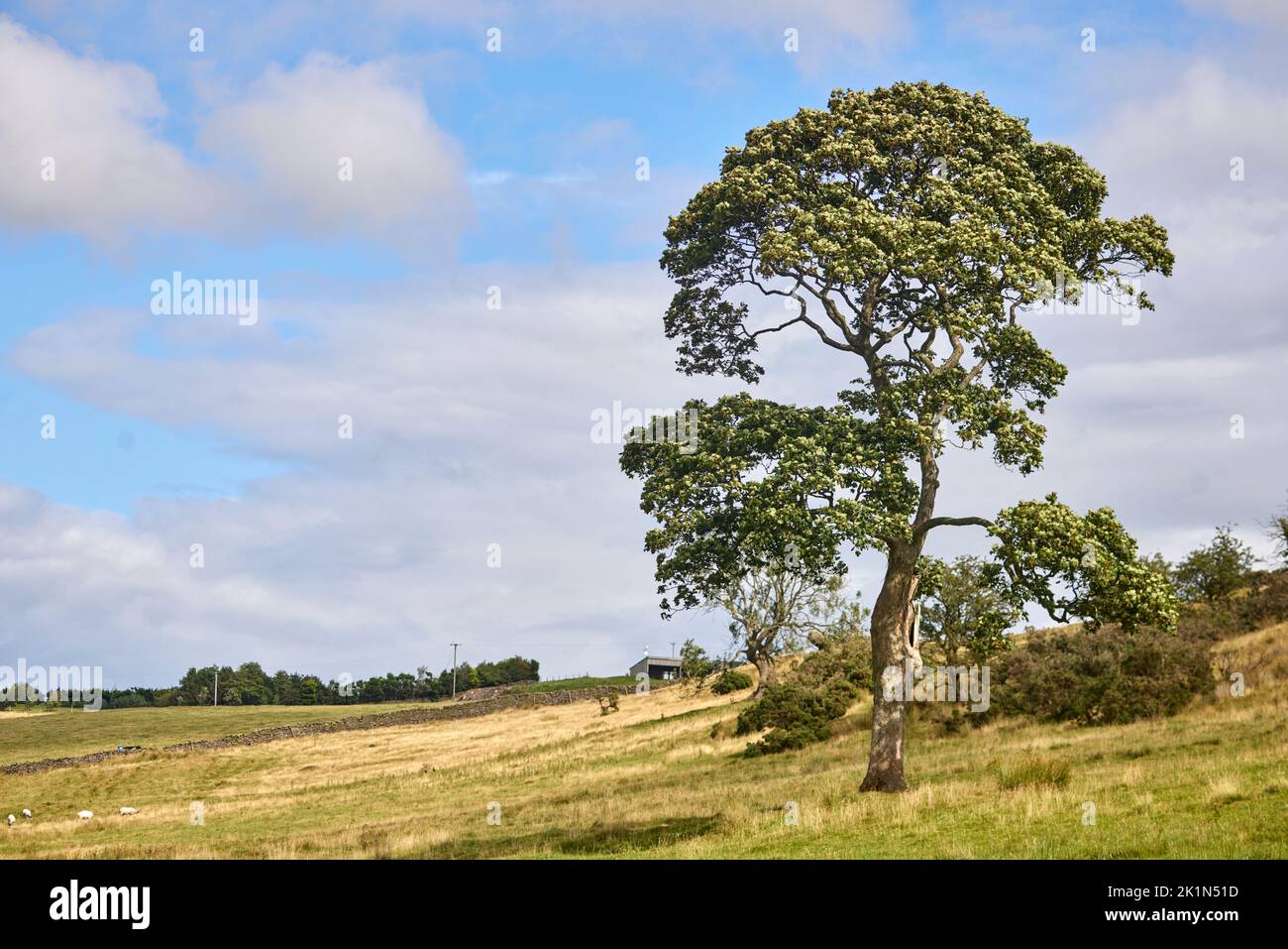Countryside south of Longridge a market town in the borough of Ribble Valley in Lancashire, Stock Photo