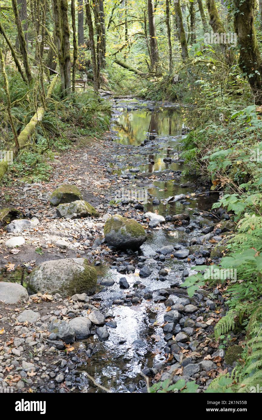 Balch Creek running through Portland Audubon in Portland, Oregon. Stock Photo
