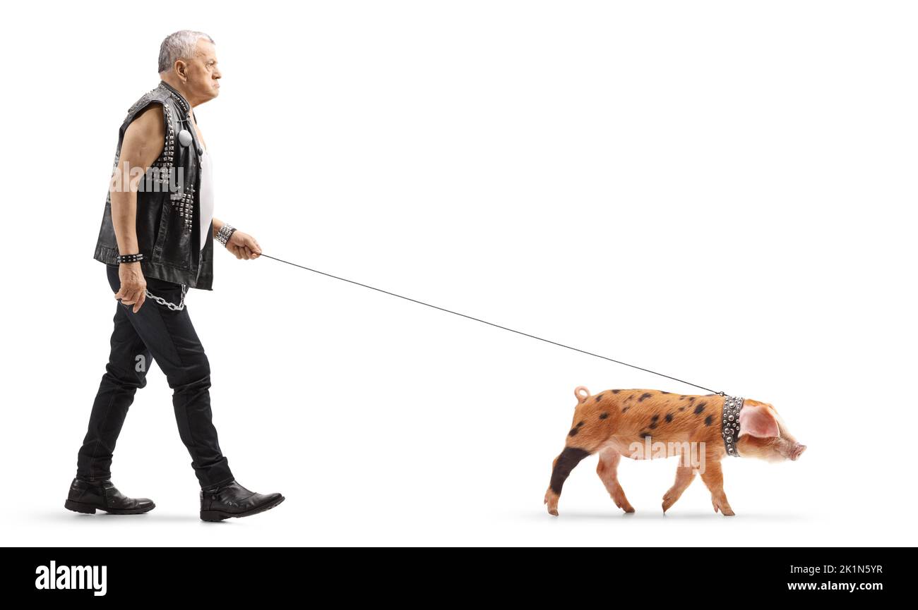 Elderly man in leather vest walking a piglet pet on a lead isolated on white background Stock Photo