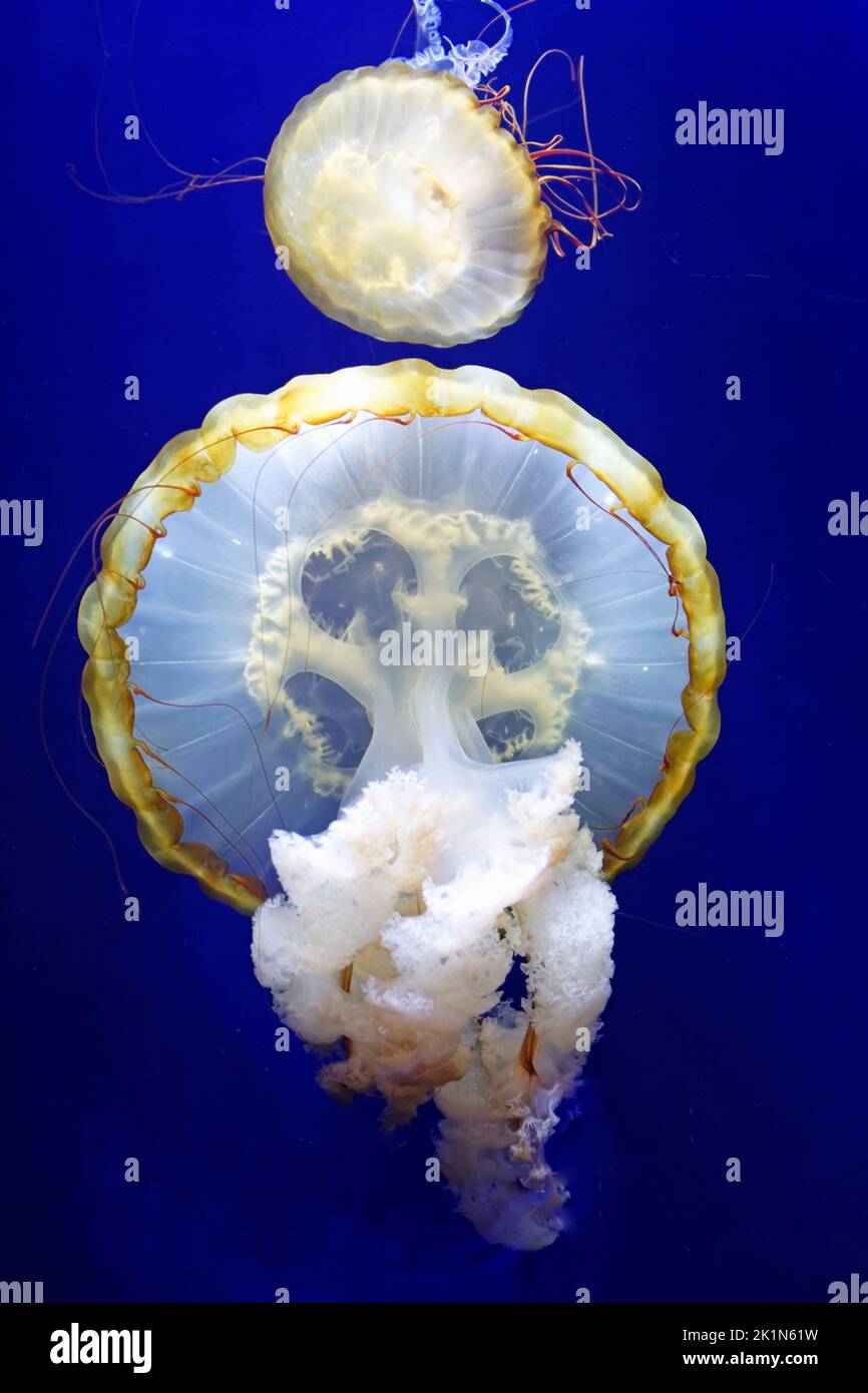 Two jellyfishes in white color and yellow stripes against the deep blue salt water Stock Photo