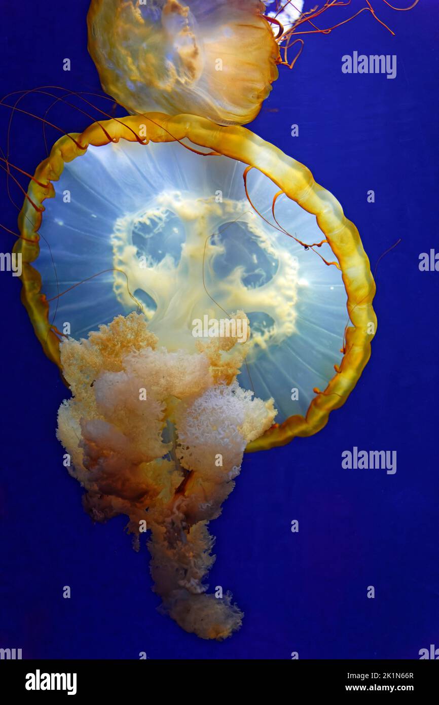 Stripped jellyfish with transparent bell swimming in the deep blue salt water Stock Photo