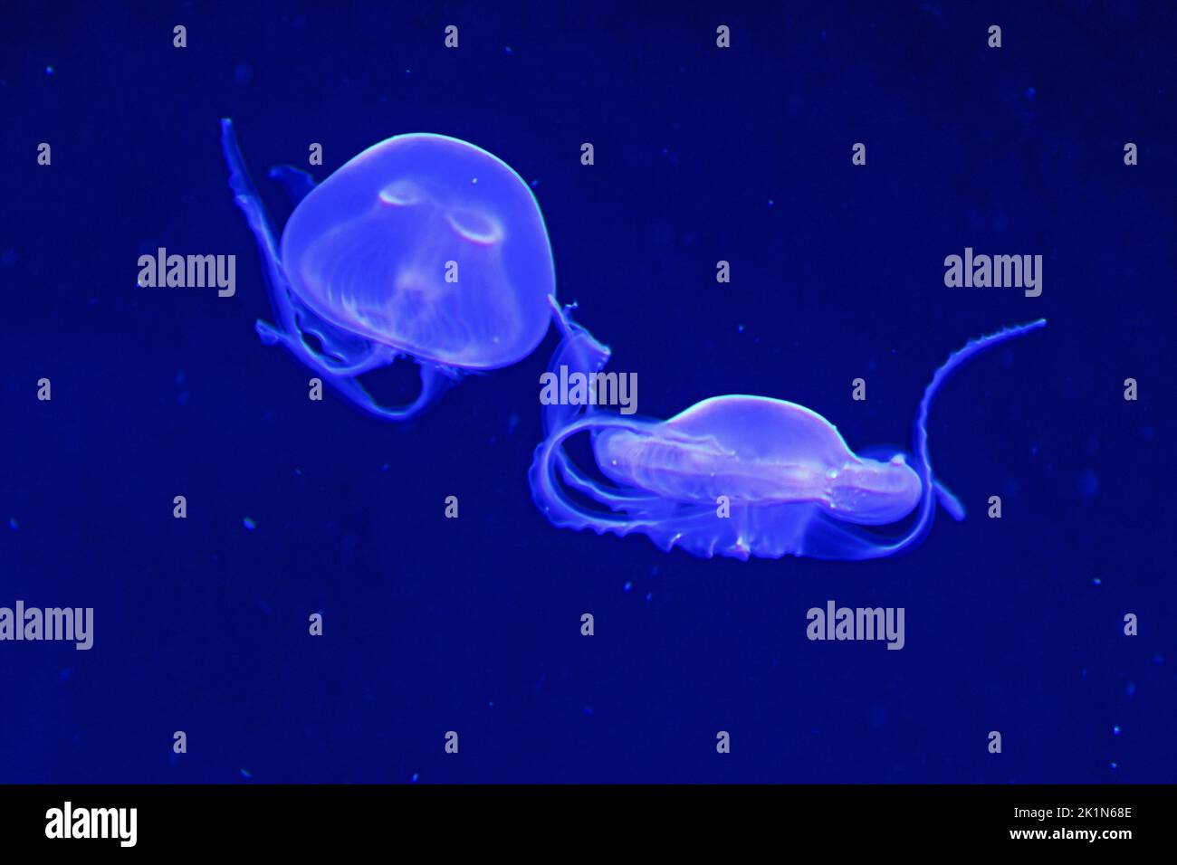 Two jellyfishes swimming side-by-side against the blue salt water Stock Photo