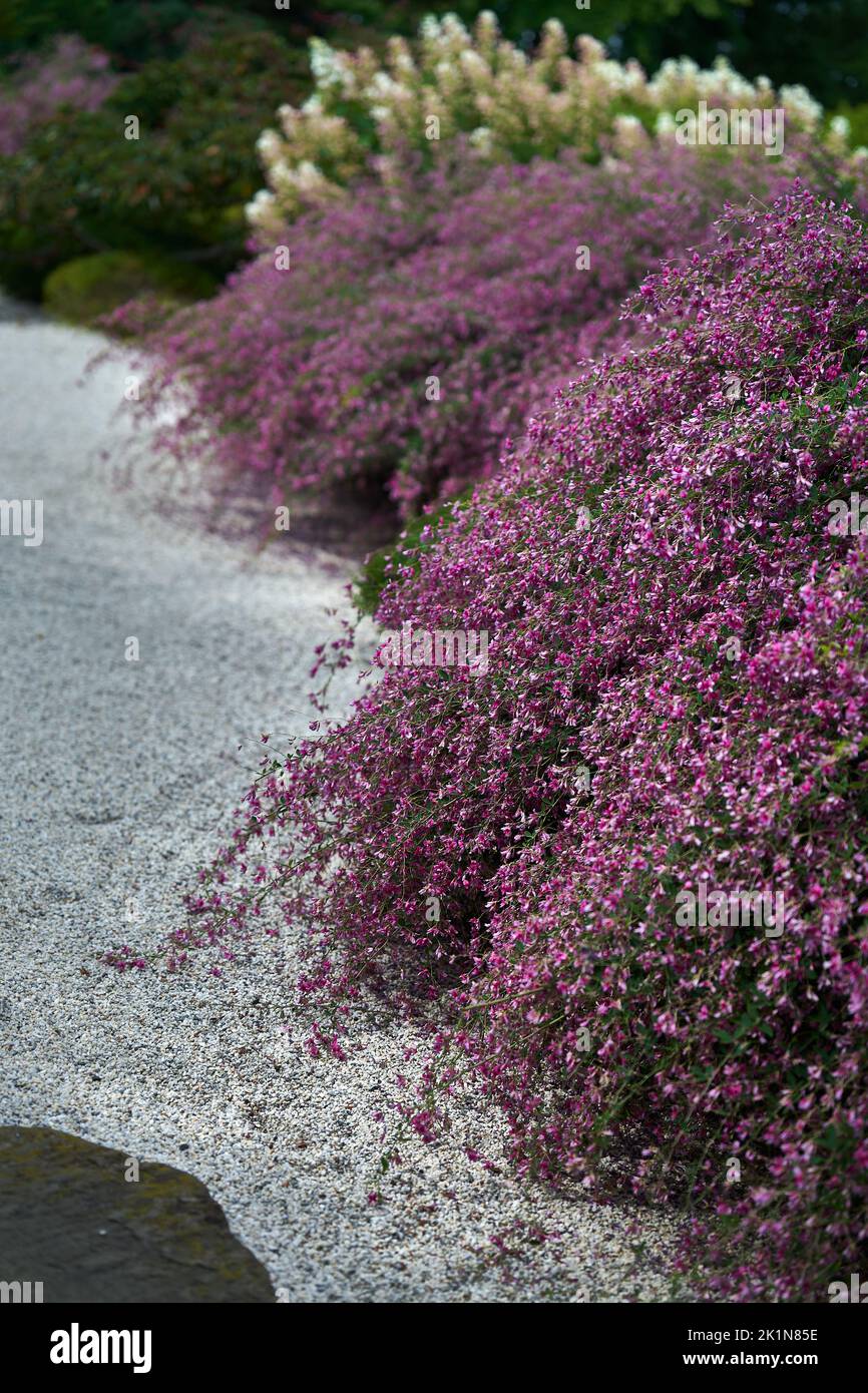 beautiful Japanese style garden with pink flowering plants Stock Photo