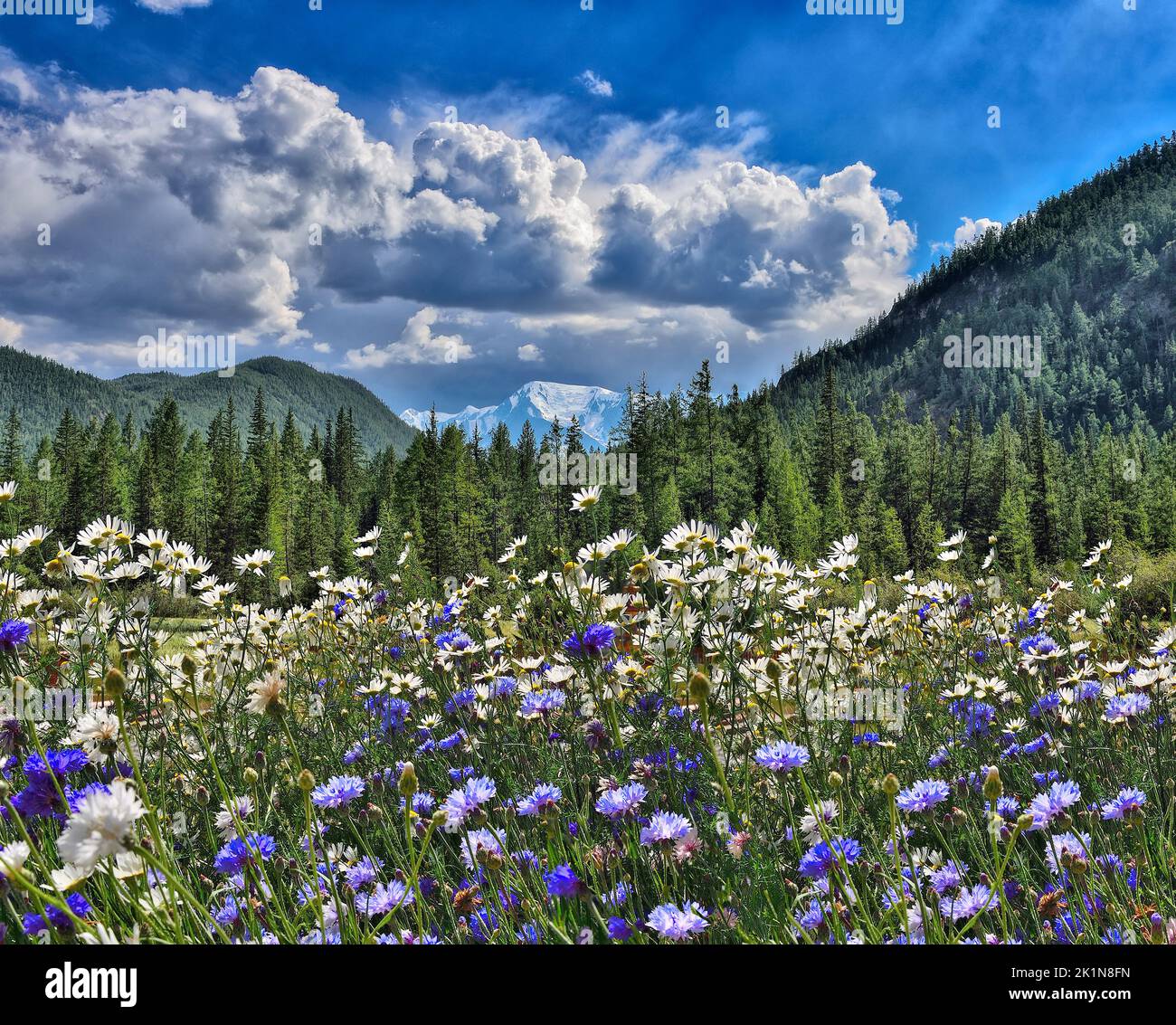 View to glacier on Belukha Mountain from blossoming mountain valley with white chamomiles and blue cornflowers, Altai mountains, Russia. Picturesque s Stock Photo