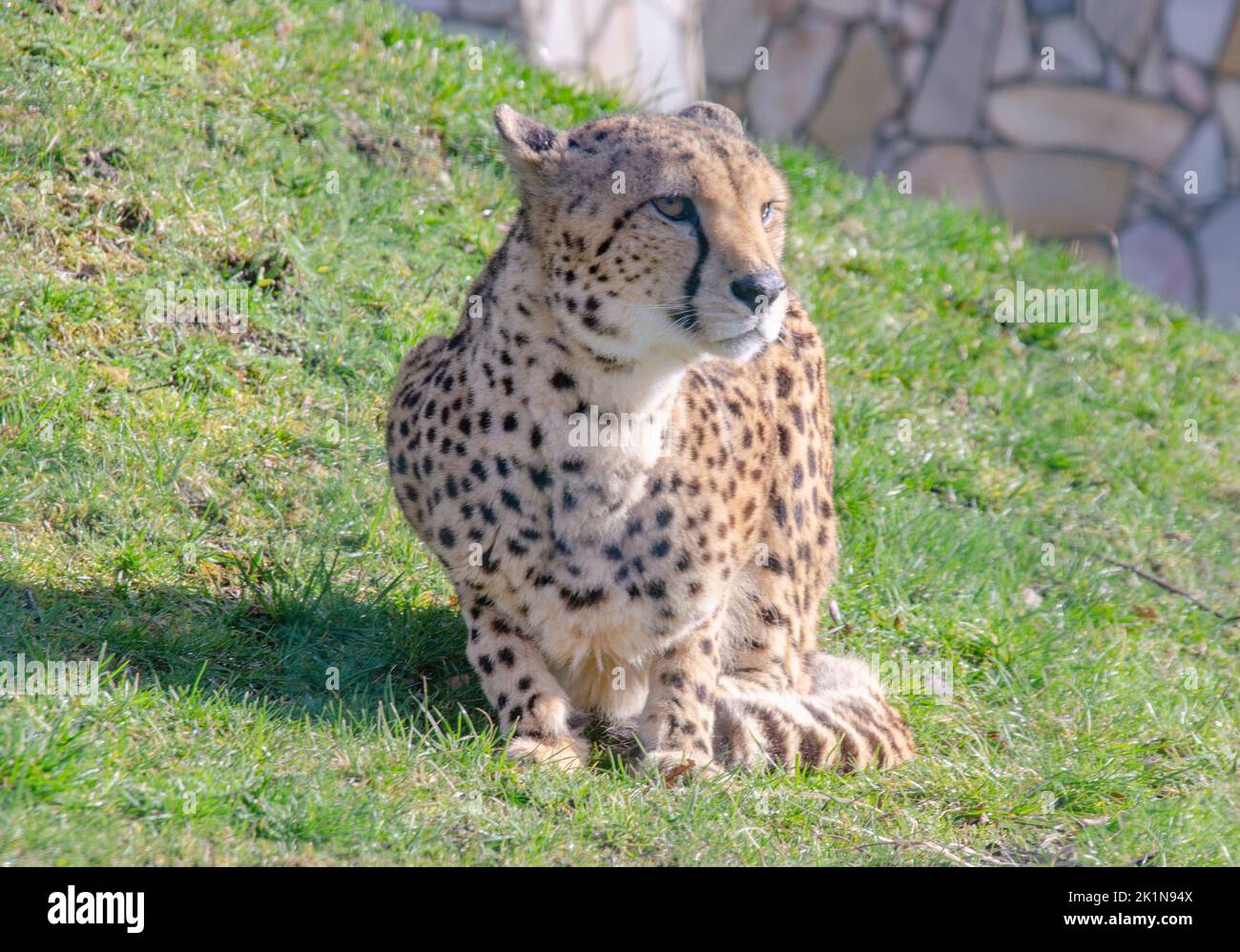 Aachen: A cheetah in the zoo Stock Photo