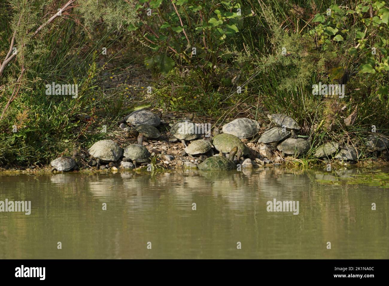 Spanish pond turtle (Mauremys leprosa) basking in late sun on a river bank, Andalucia, Spain. Stock Photo