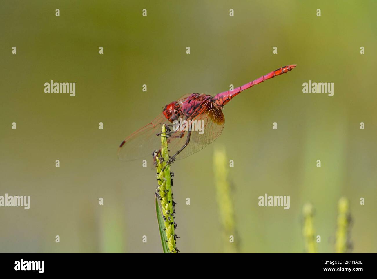 Violet dropwing (Trithemis annulata), Male, dragonfly resting, near water pond. Andalusia, spain. Stock Photo