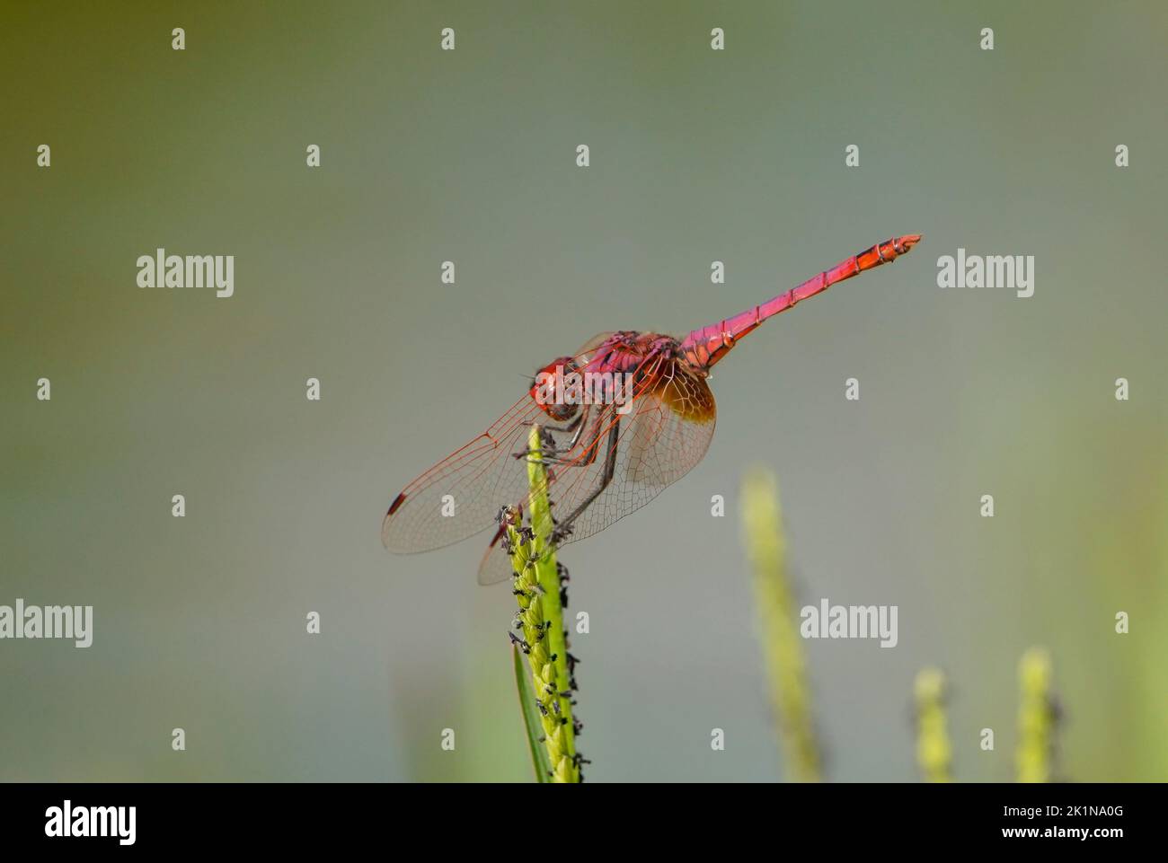 Violet dropwing (Trithemis annulata), Male, dragonfly resting, near water pond. Andalusia, spain. Stock Photo