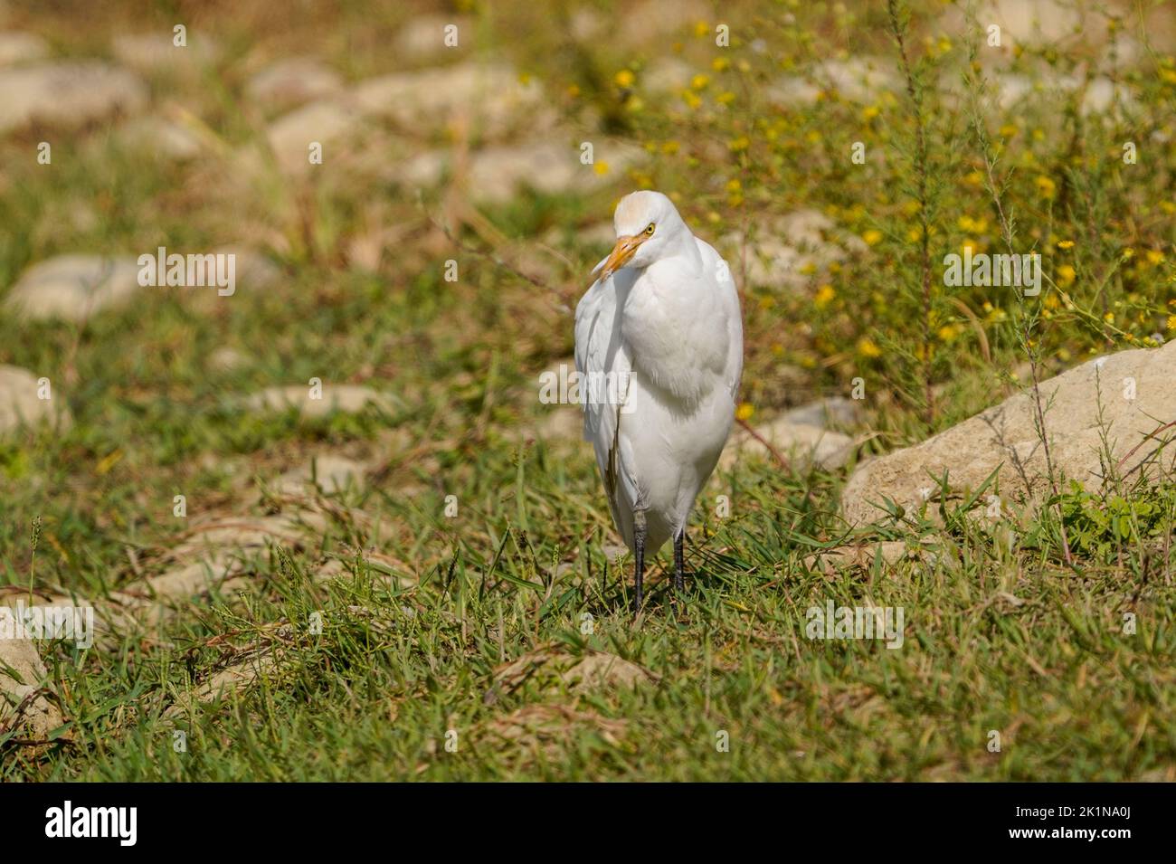Cattle Egrets (Bubulcus ibis) in late summer plumage next to a river, Andalusia, Spain. Stock Photo