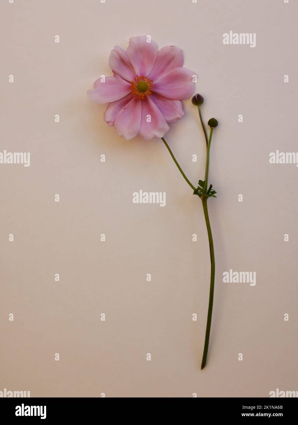 Close up of botanic view of pink flower, stem, flower buds of  herbaceous perennial  garden plant Anemone x hybrida seen against a light background. Stock Photo