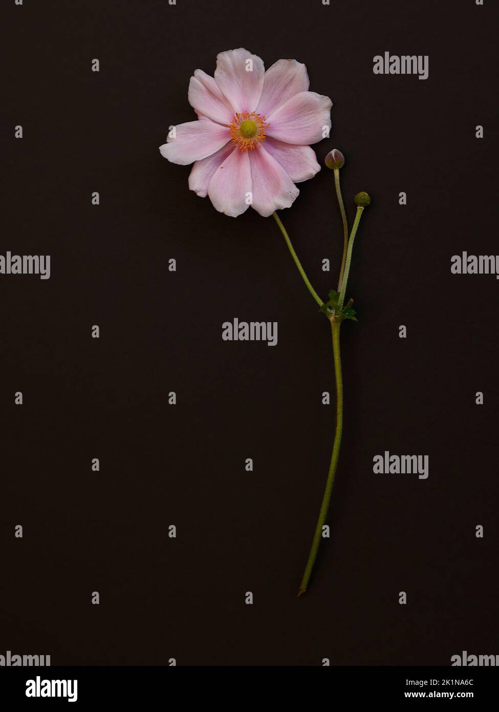 Close up of a botanic view of a pink flower and stem and flower buds of the herbaceous perennial  Anemone x hybrida seen against a dark background. Stock Photo