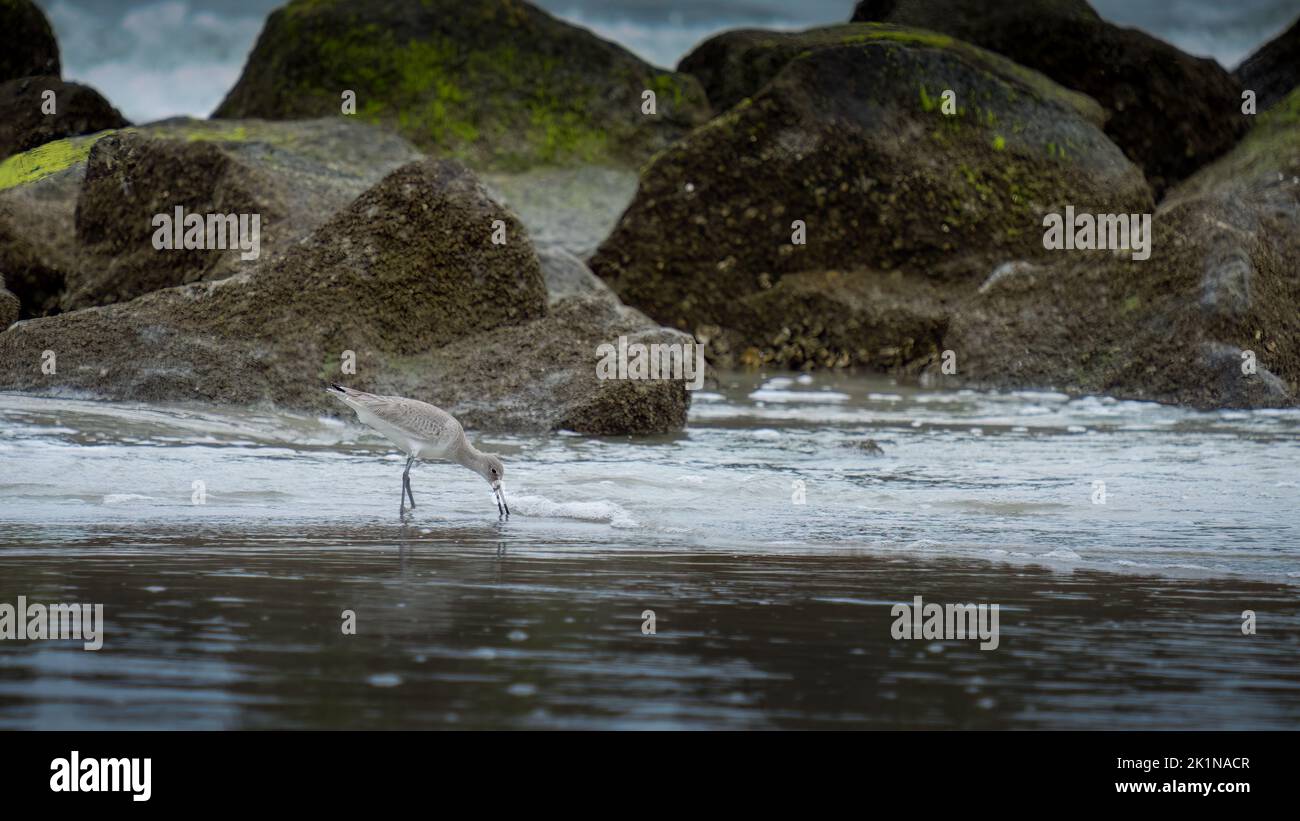 Single seabird feeding on beach near rocky shoal Stock Photo
