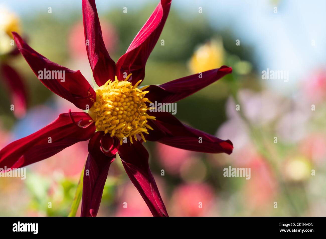 Deep red star shaped dahlia flowers by the name Verrone's Obsidian, photographed with a macro lens on a sunny day in late summer at RHS Wisley, UK. Stock Photo