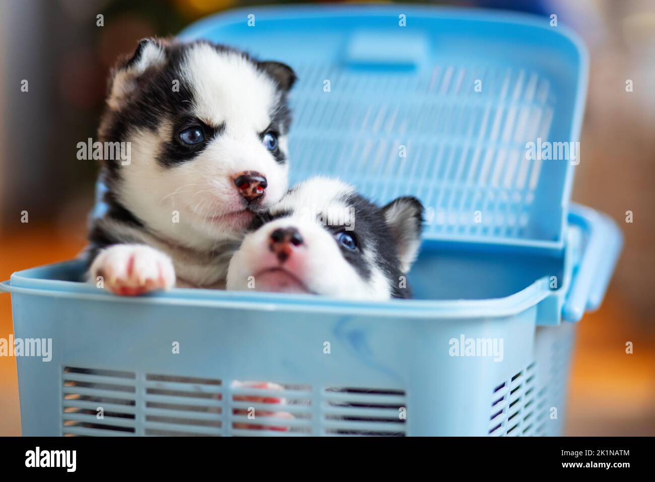 Cute siberian husky puppies climb out from a blue pet carrier Stock