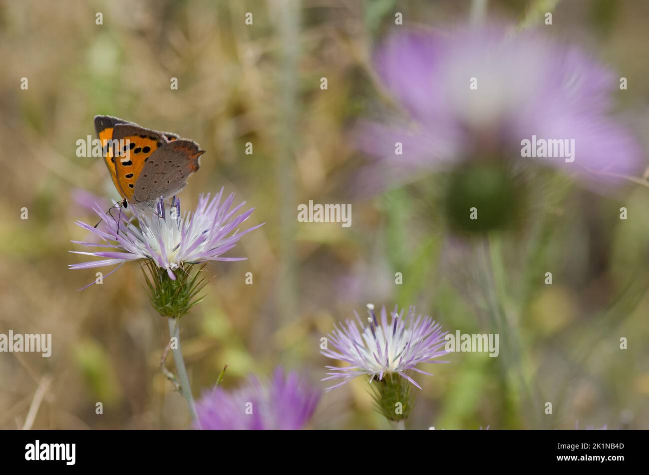 Small copper Lycaena phlaeas feeding on a flower of purple milk thistle Galactites tomentosa. Reserve of Inagua. Gran Canaria. Canary Islands. Spain. Stock Photo
