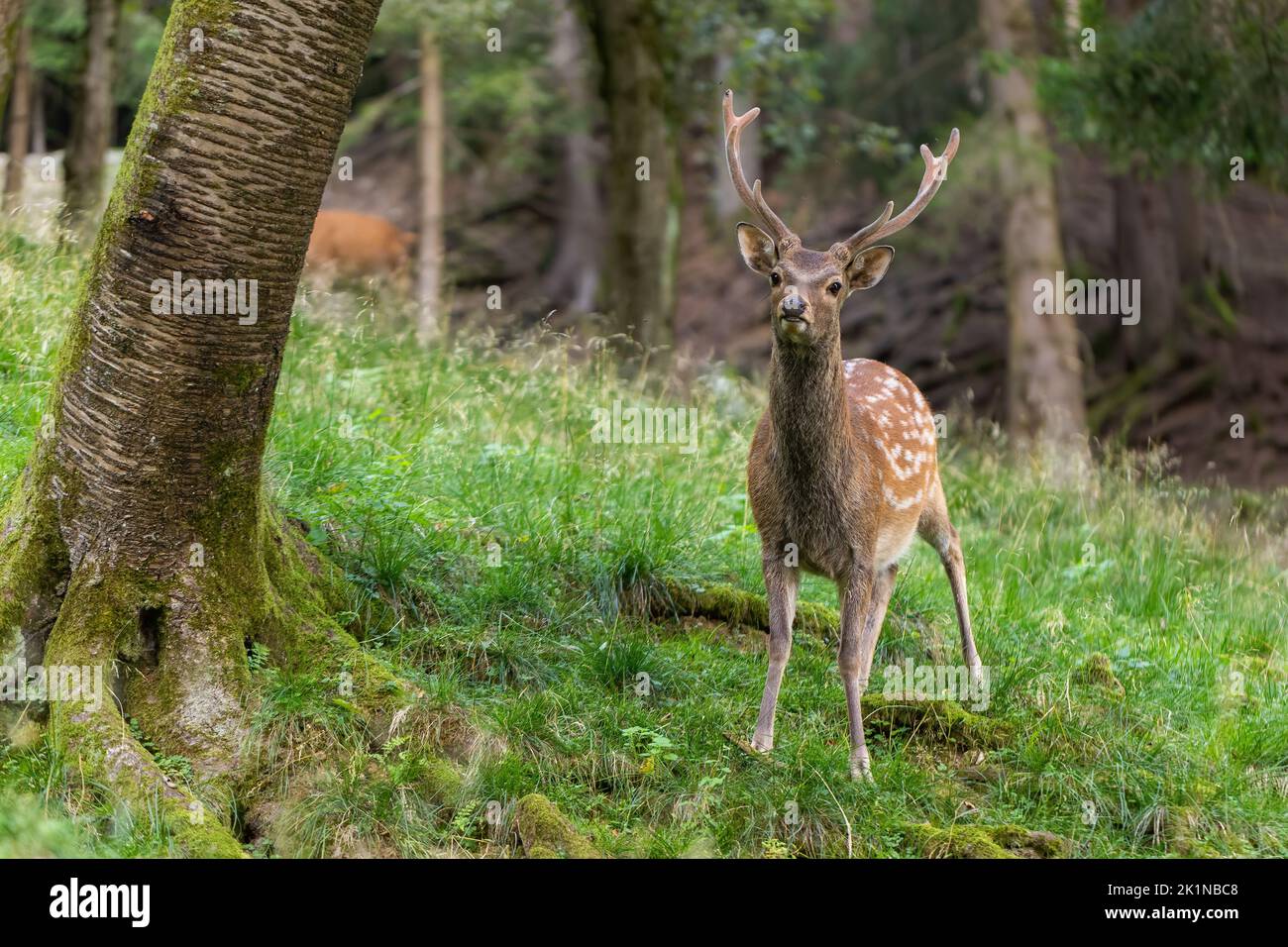 Sika deer stag standing in green forest looking into the camera in summer Stock Photo